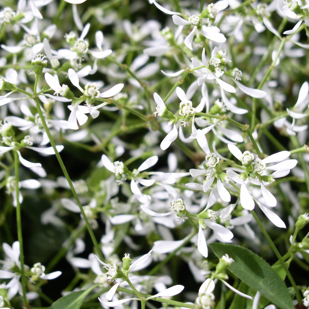 Euphorbia 'Diamond Frost'