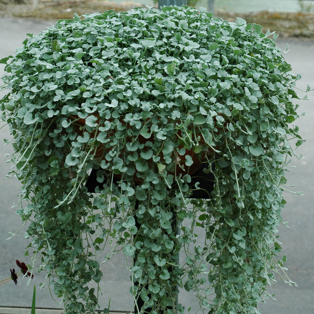 Dichondra sericea 'Silver Falls'