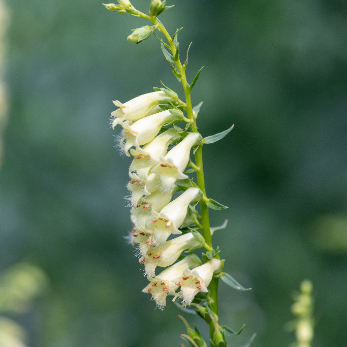 Digitalis lutea