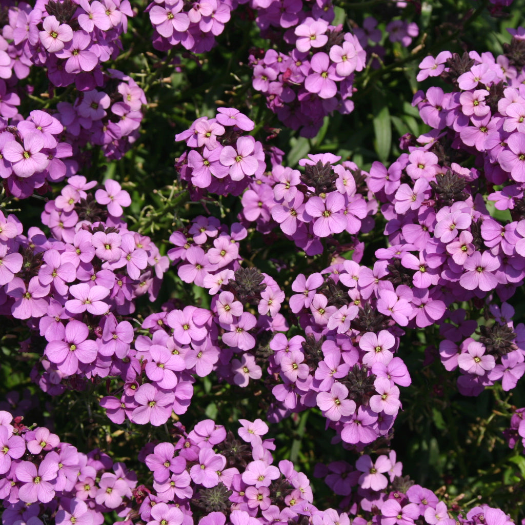 Erysimum 'Bowles's Mauve'