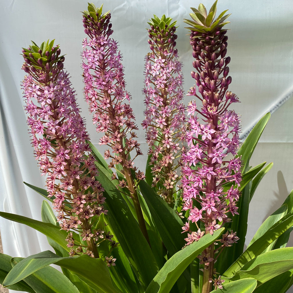 Eucomis 'Pink Gin'