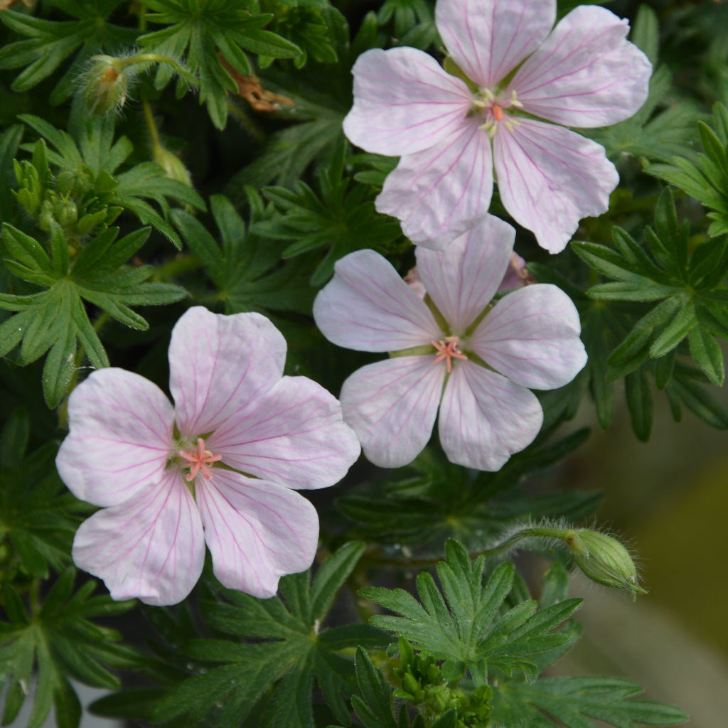 Geranium Pink Pouffe