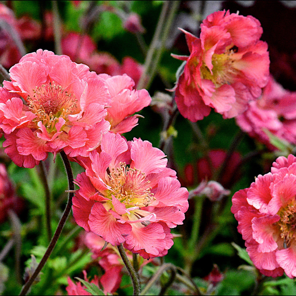 Geum 'Pink Petticoats'