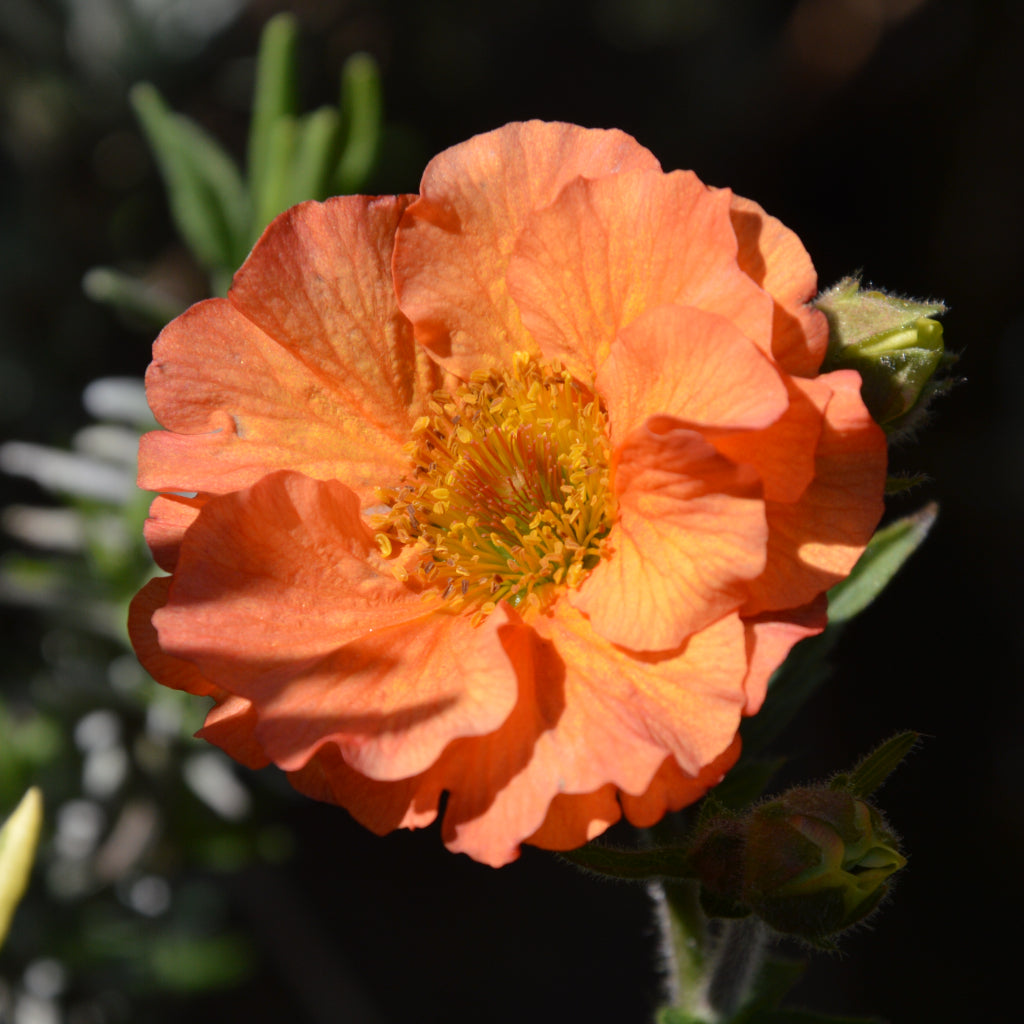 Geum 'Totally Tangerine'