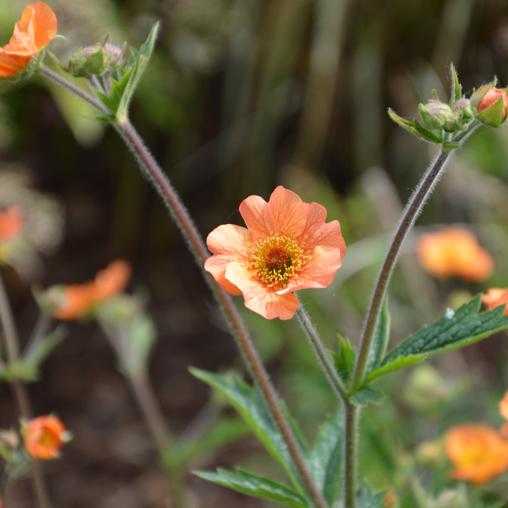 Geum 'Totally Tangerine'