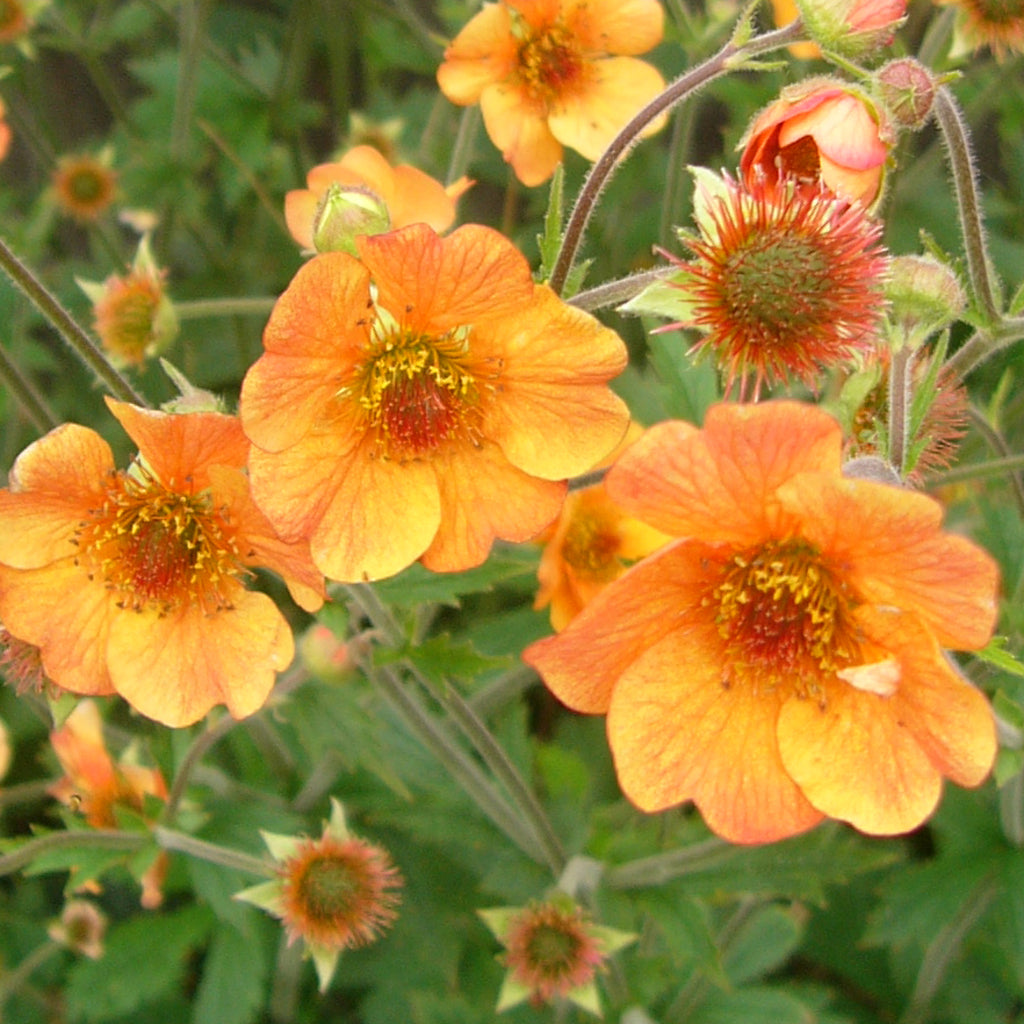 Geum 'Totally Tangerine'