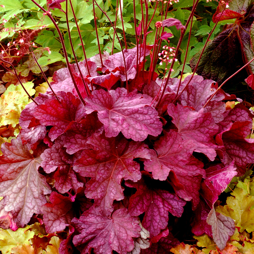 Heuchera 'Berry Smoothie'