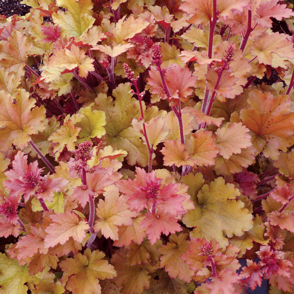 Heuchera 'Marmalade'