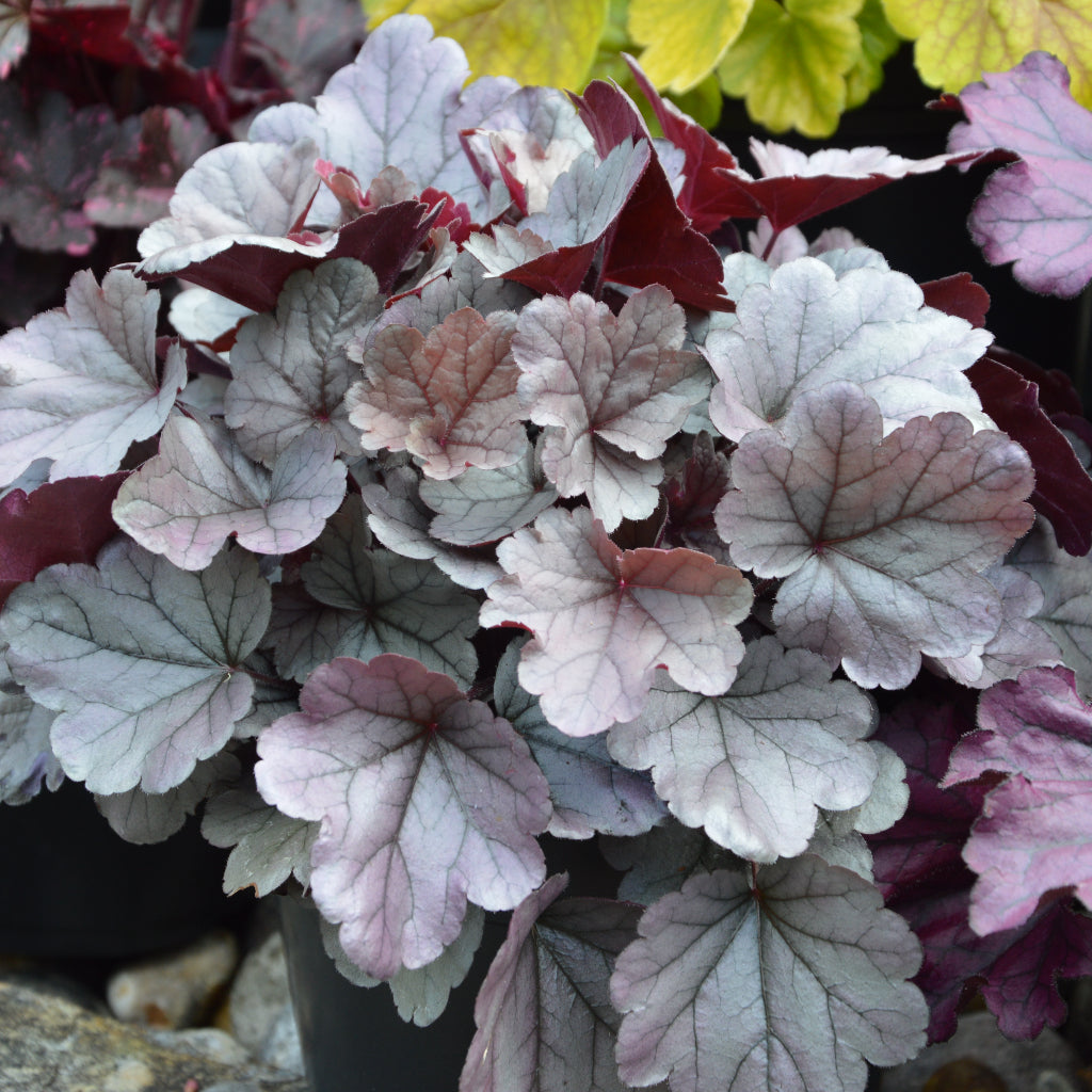 Heuchera 'Silver Gum Drop'