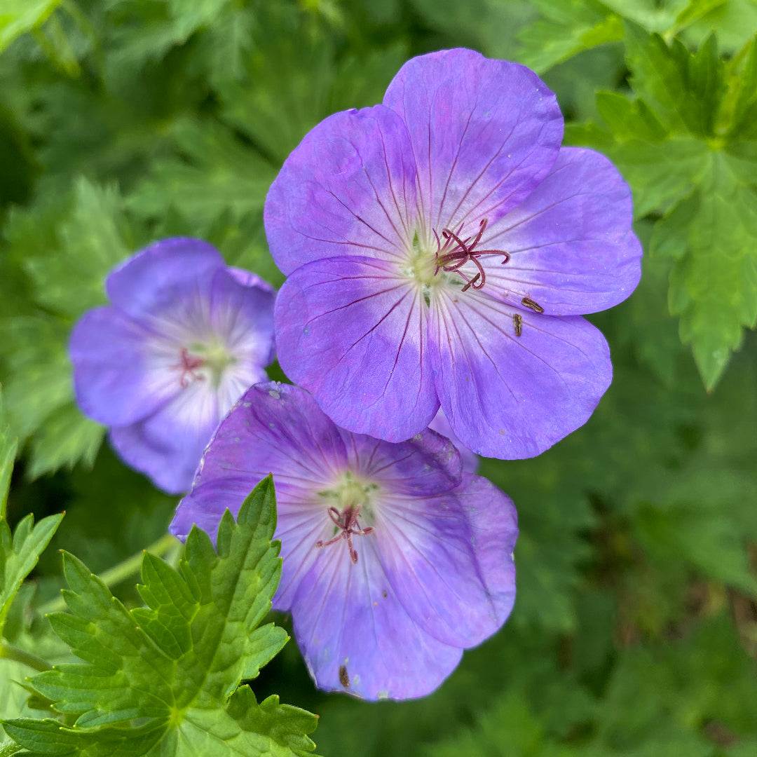 Geranium Rozanne