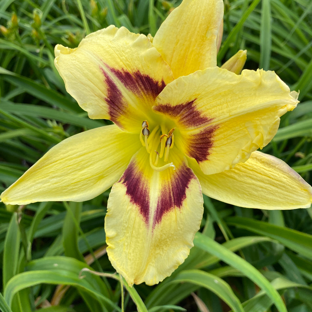 Hemerocallis Hold Your Horses