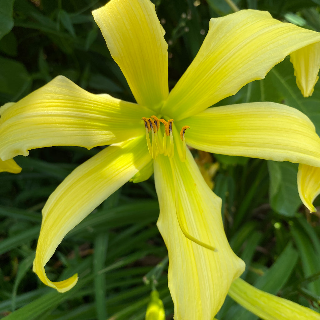 Hemerocallis Green Lines