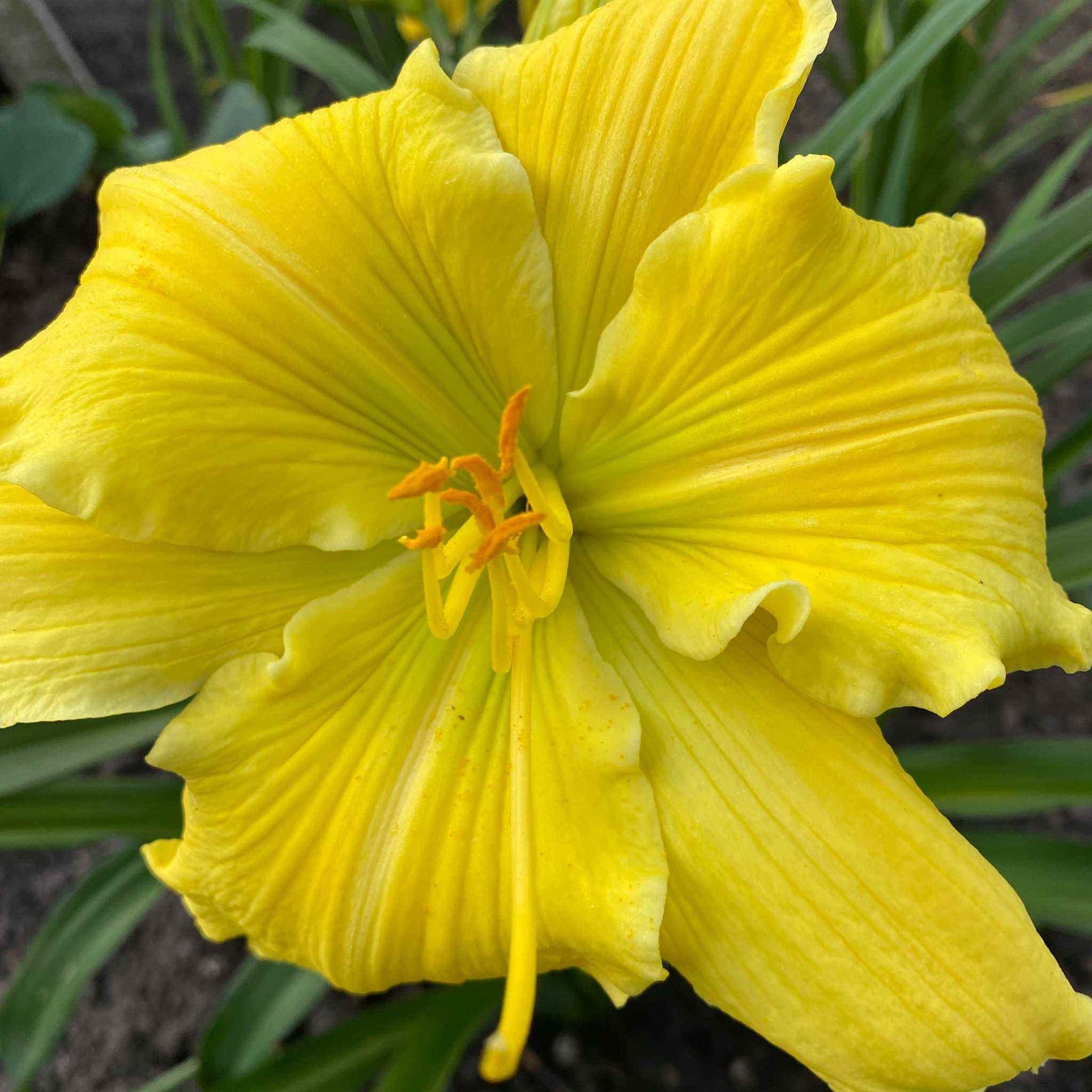 hemerocallis planet claire