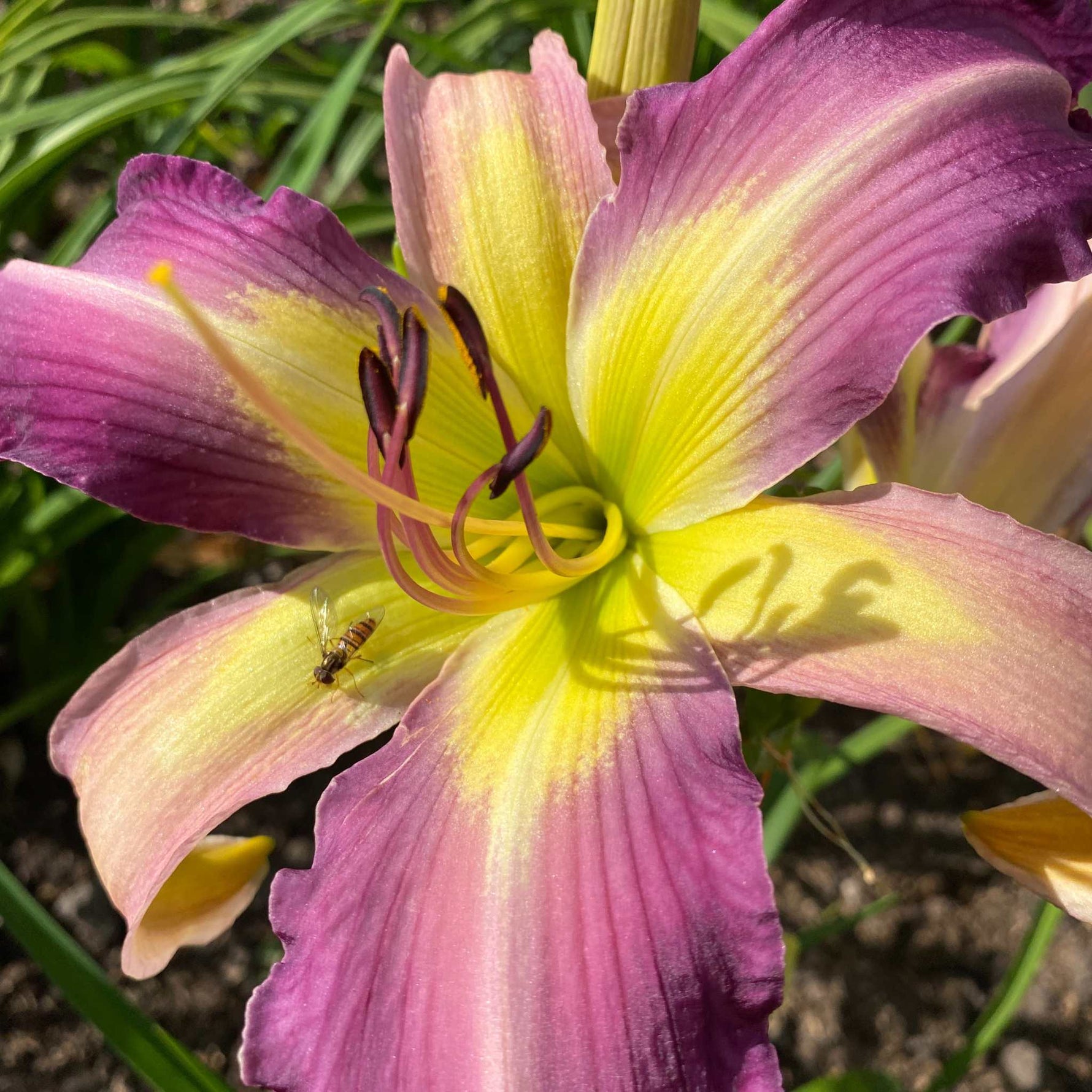 Hemerocallis Carolina Cool Down