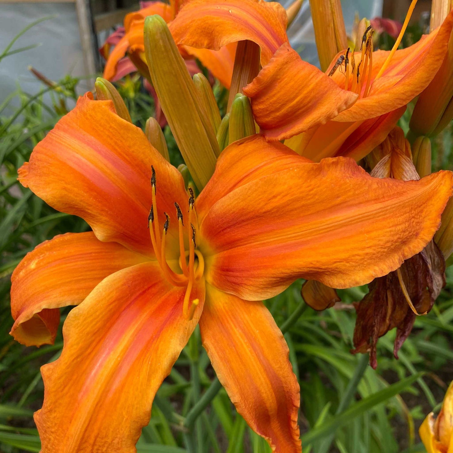 Hemerocallis King Crab