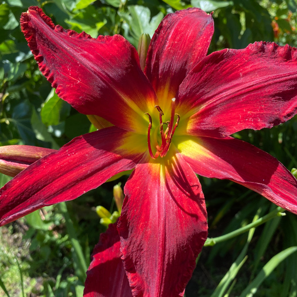 Hemerocallis Heavenly United We Stand