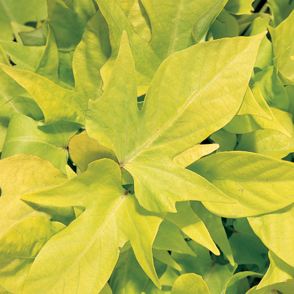 Ipomoea Sweet Caroline 'Light Green'