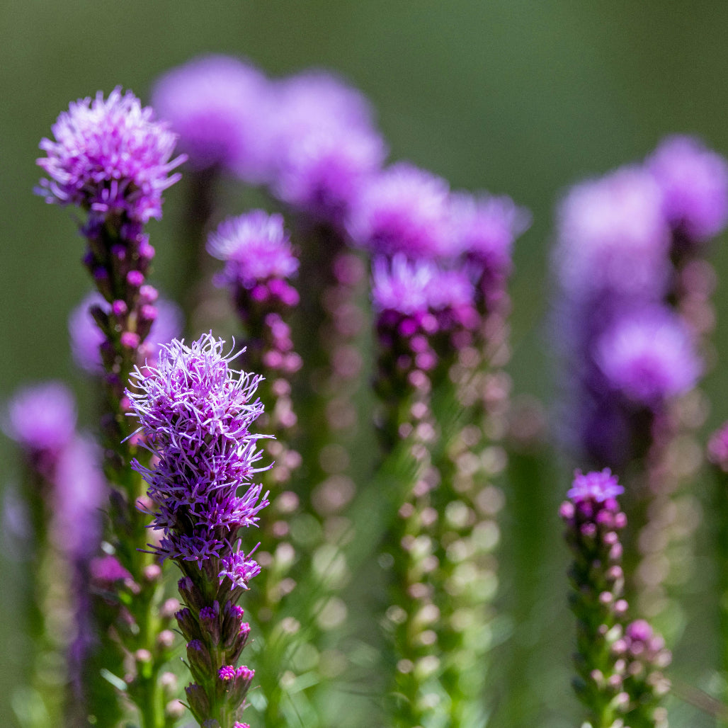 Liatris spicata