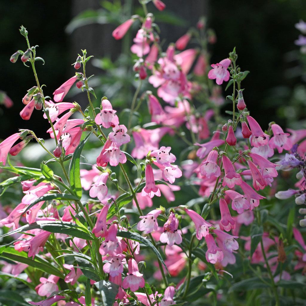 Penstemon Apple Blossom