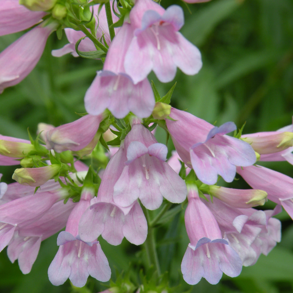 Penstemon Catherine de la Mare