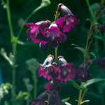 Penstemon Raven