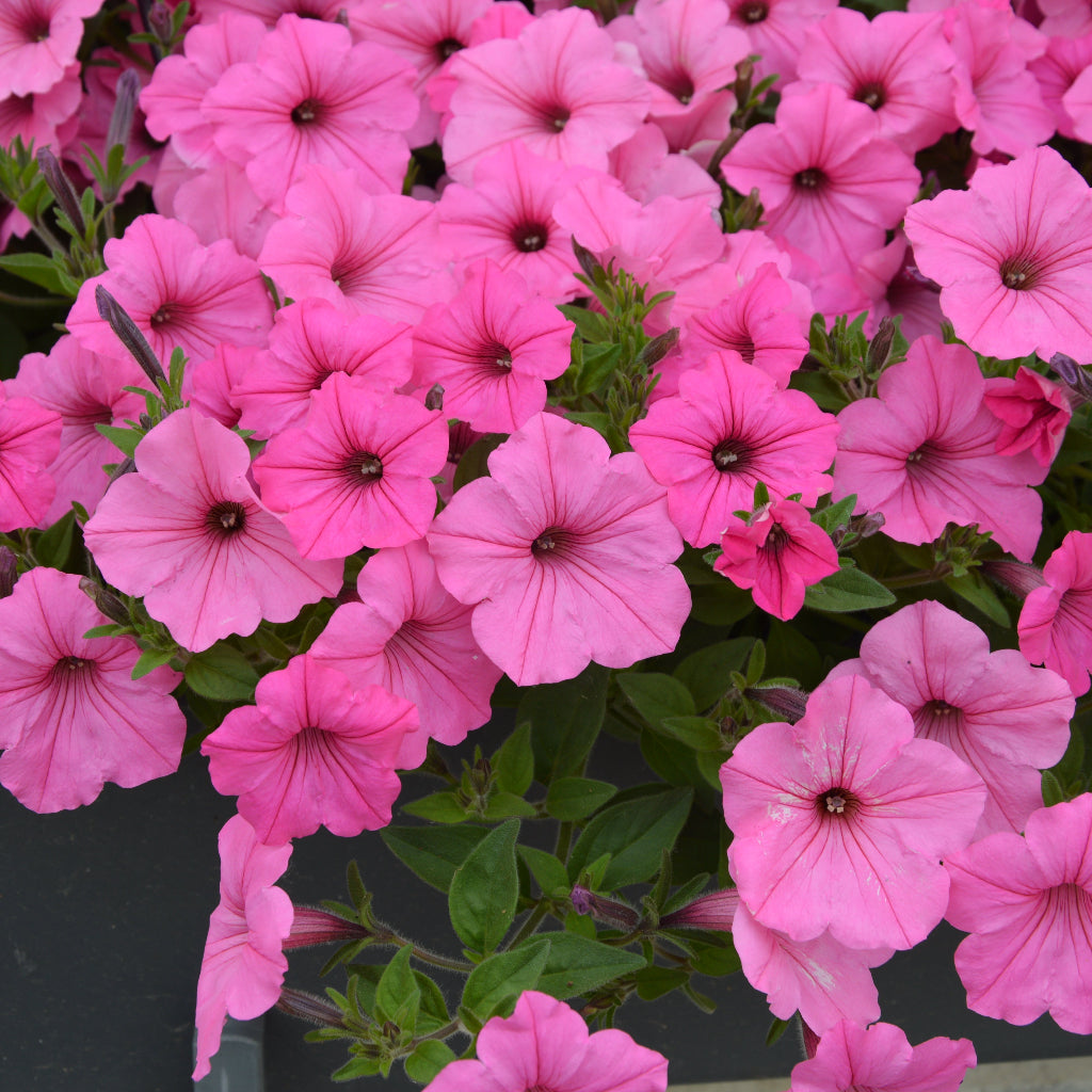 Petunia Vista 'Bubblegum'