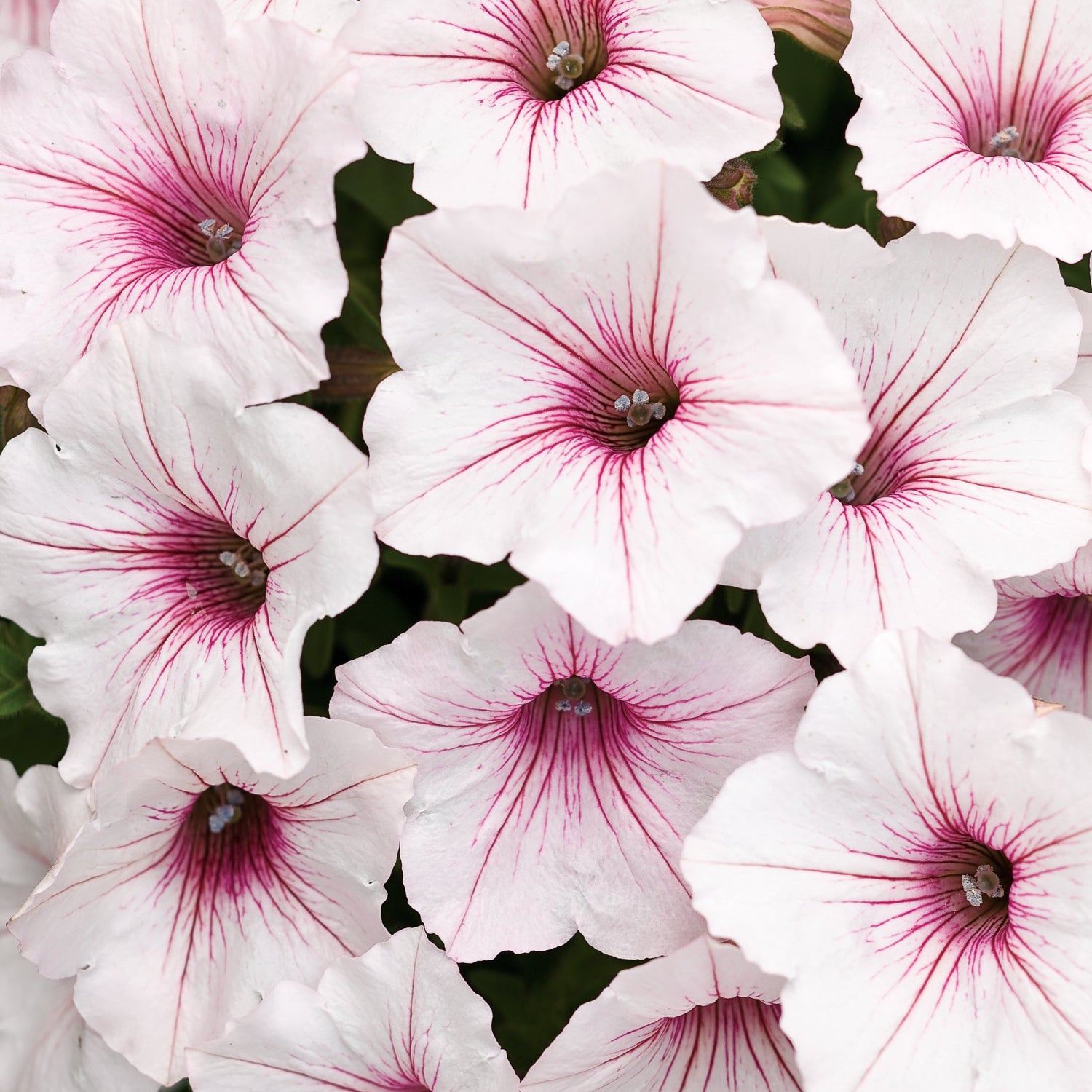 Petunia Vista 'Silverberry'