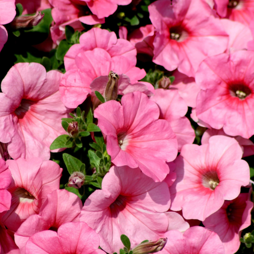 Petunia Vista 'Bubblegum'