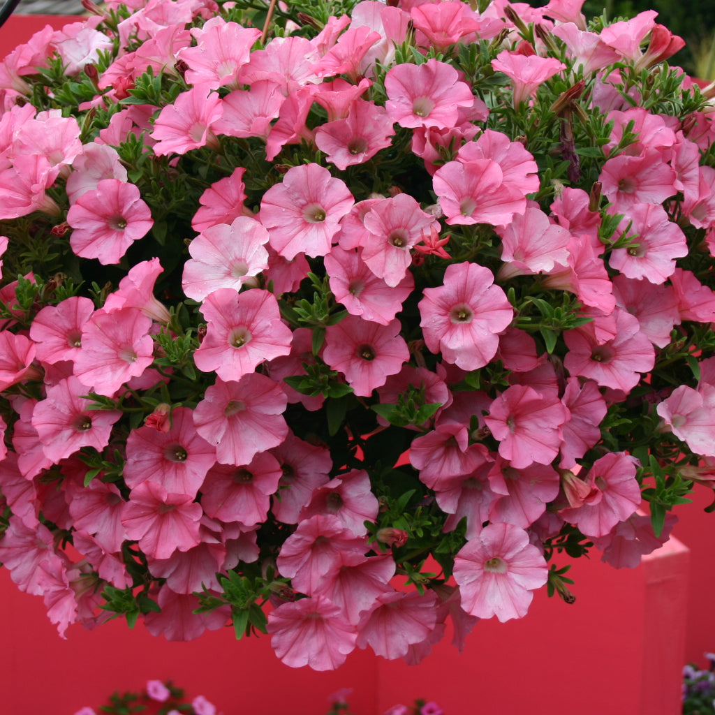 Candy Cascade - Hanging Basket Bundle