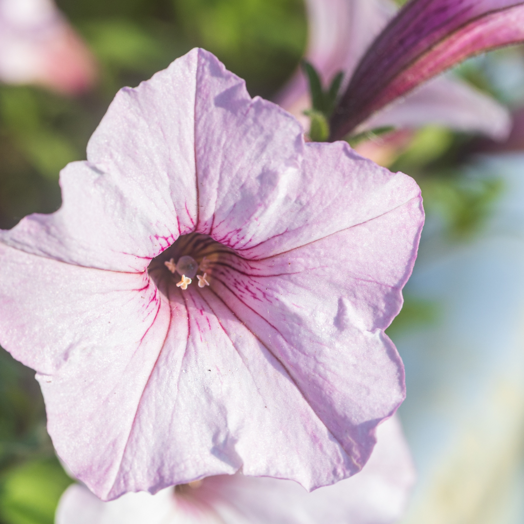 Petunia Vista 'Silverberry'