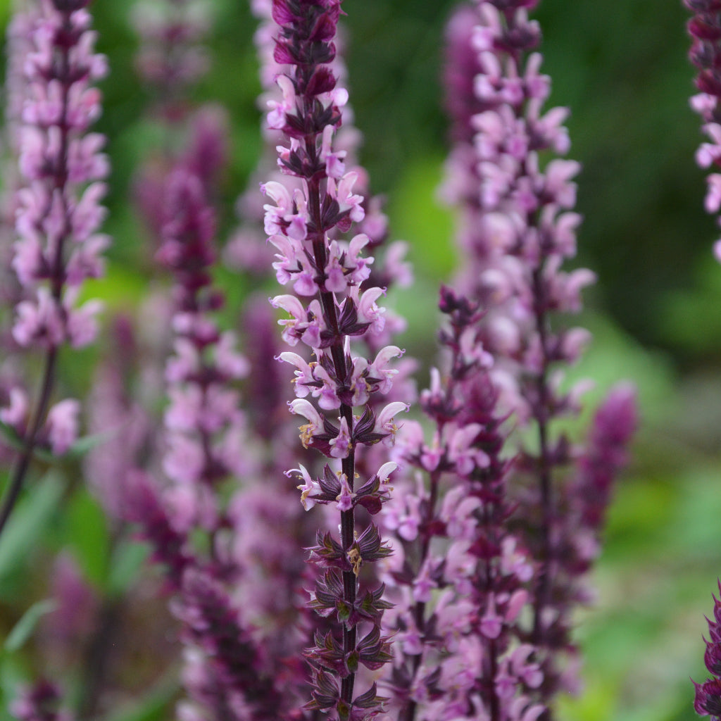 Salvia nem. 'Pink Inspiration'