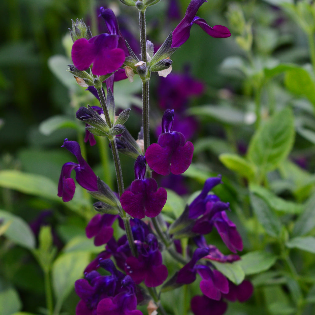 Salvia Nachtvlinder