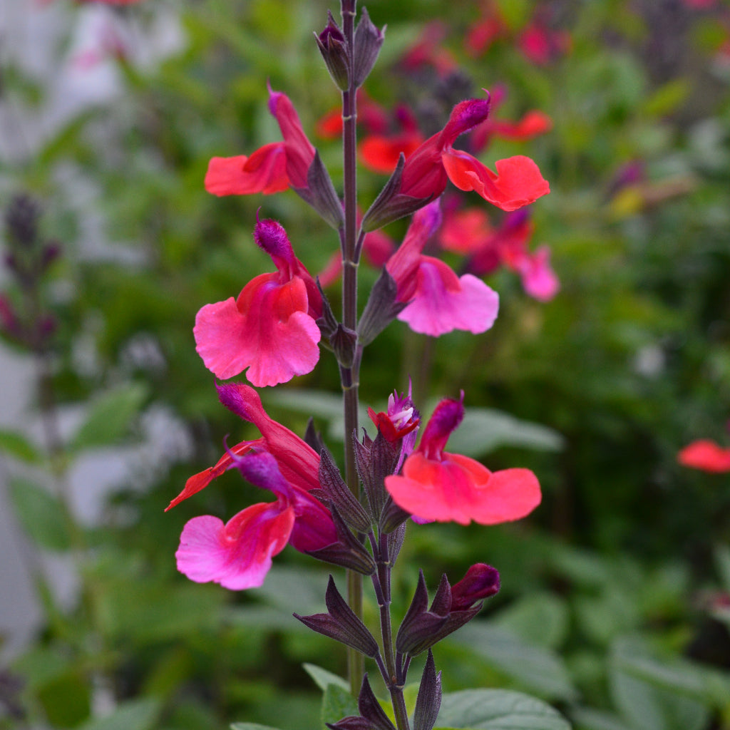 Salvia Wine & Roses – Wall to Wall Plants