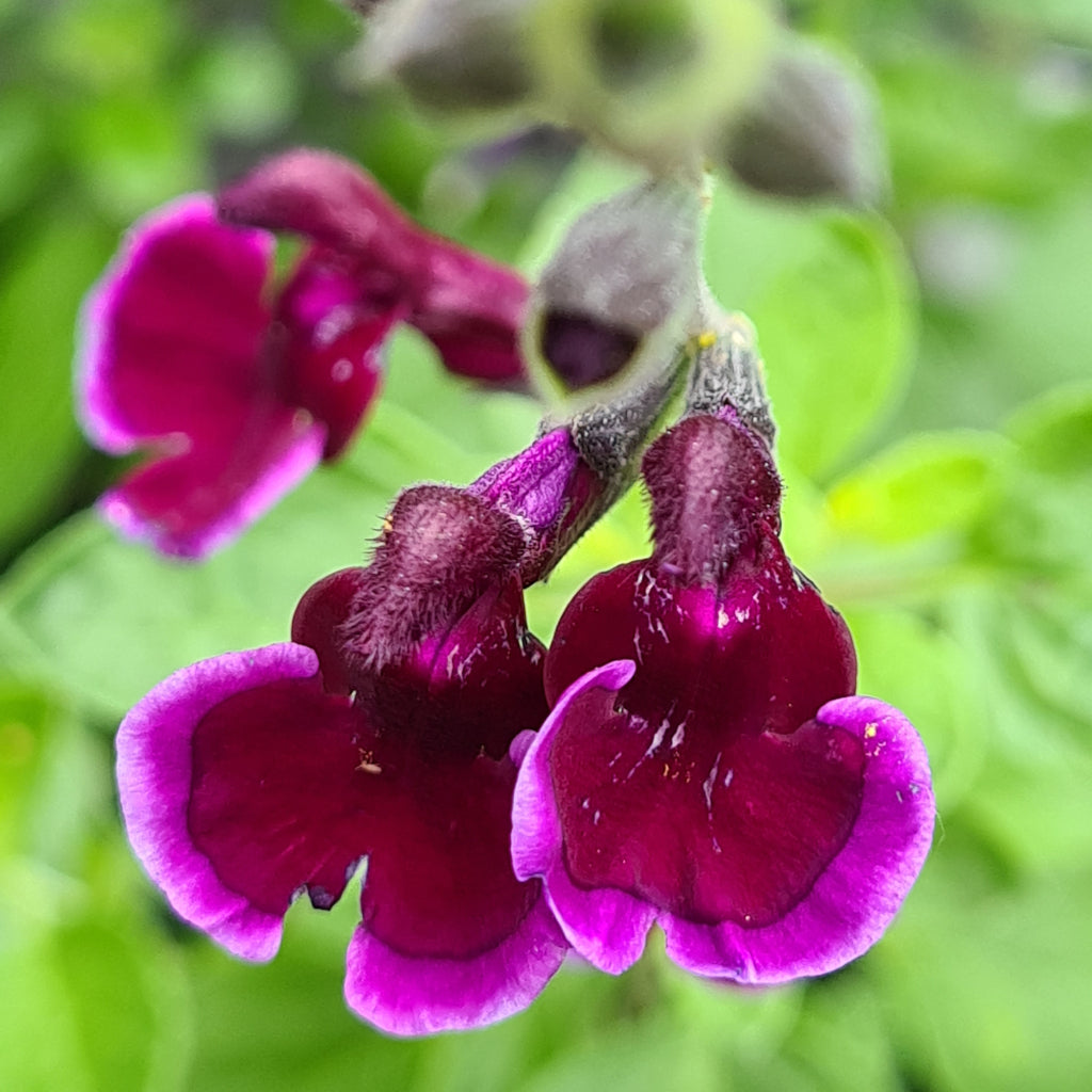 Salvia 'Blackberry Ripple'