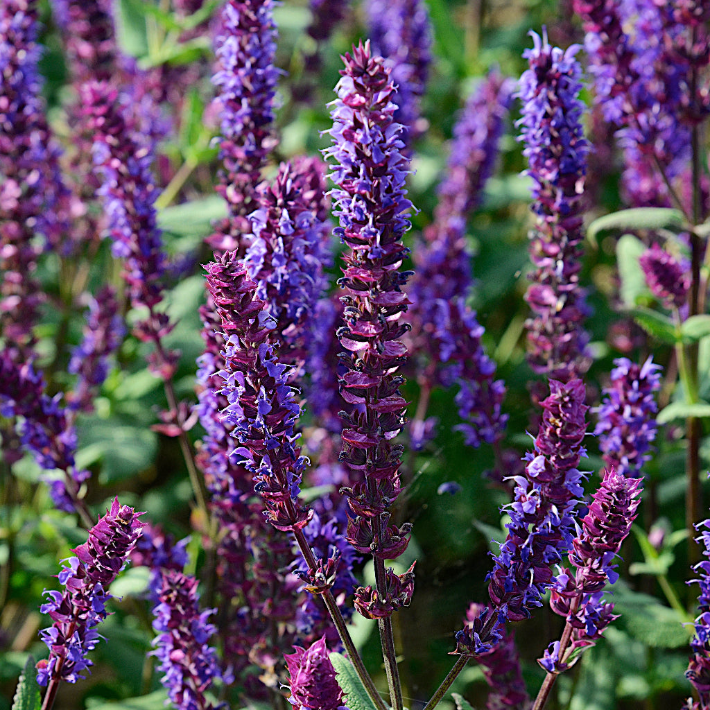 Salvia nem. 'Kate Glenn'