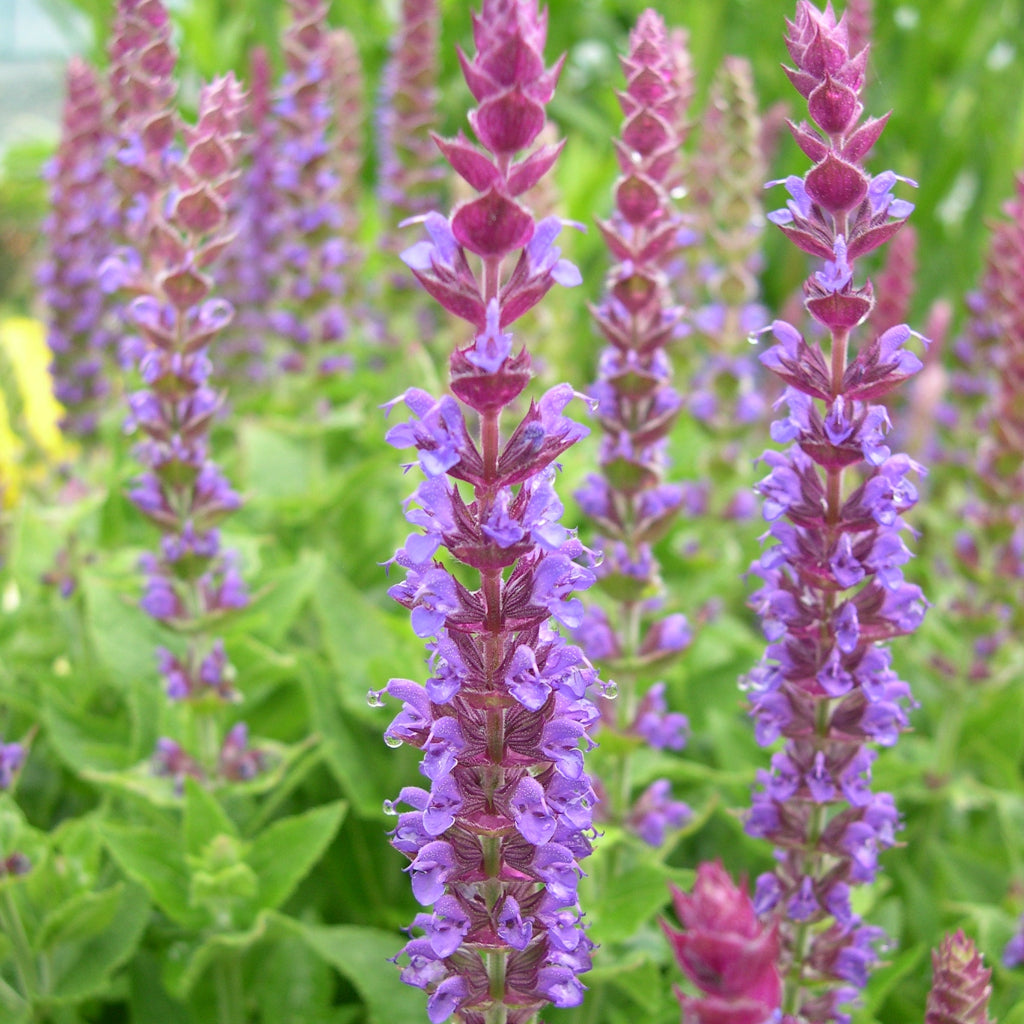 Salvia nemorosa 'East Friesland'