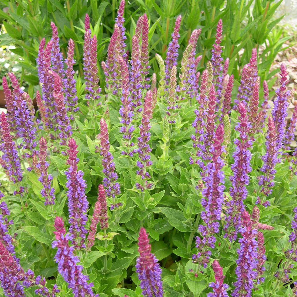 Salvia nemorosa 'East Friesland'