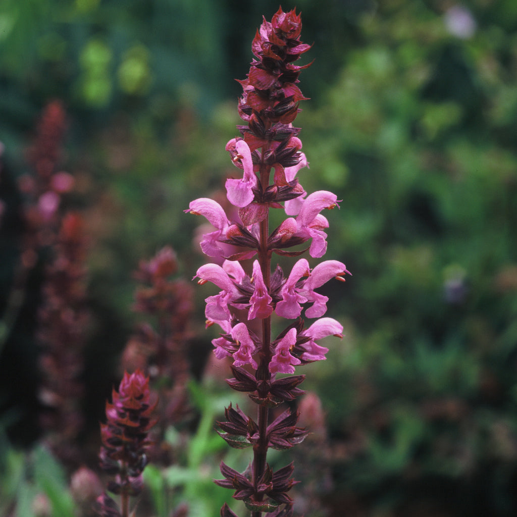 Salvia nem. 'Pink Friesland'