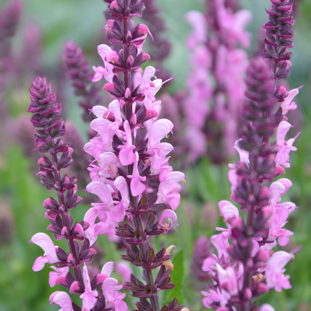 Salvia nem. 'Pink Nebula'