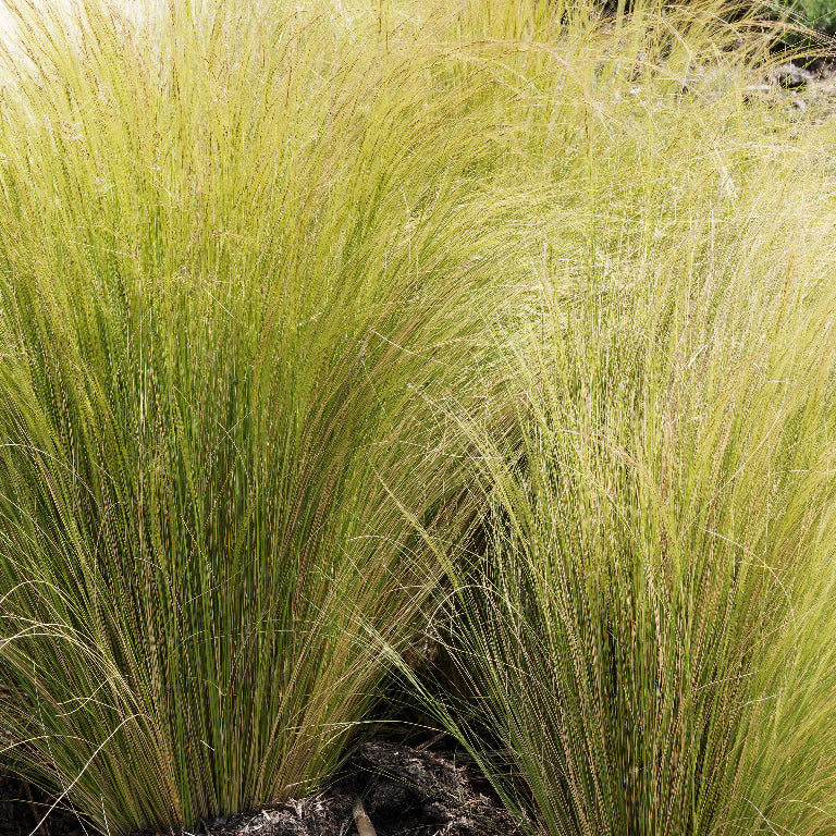Stipa tenuissima