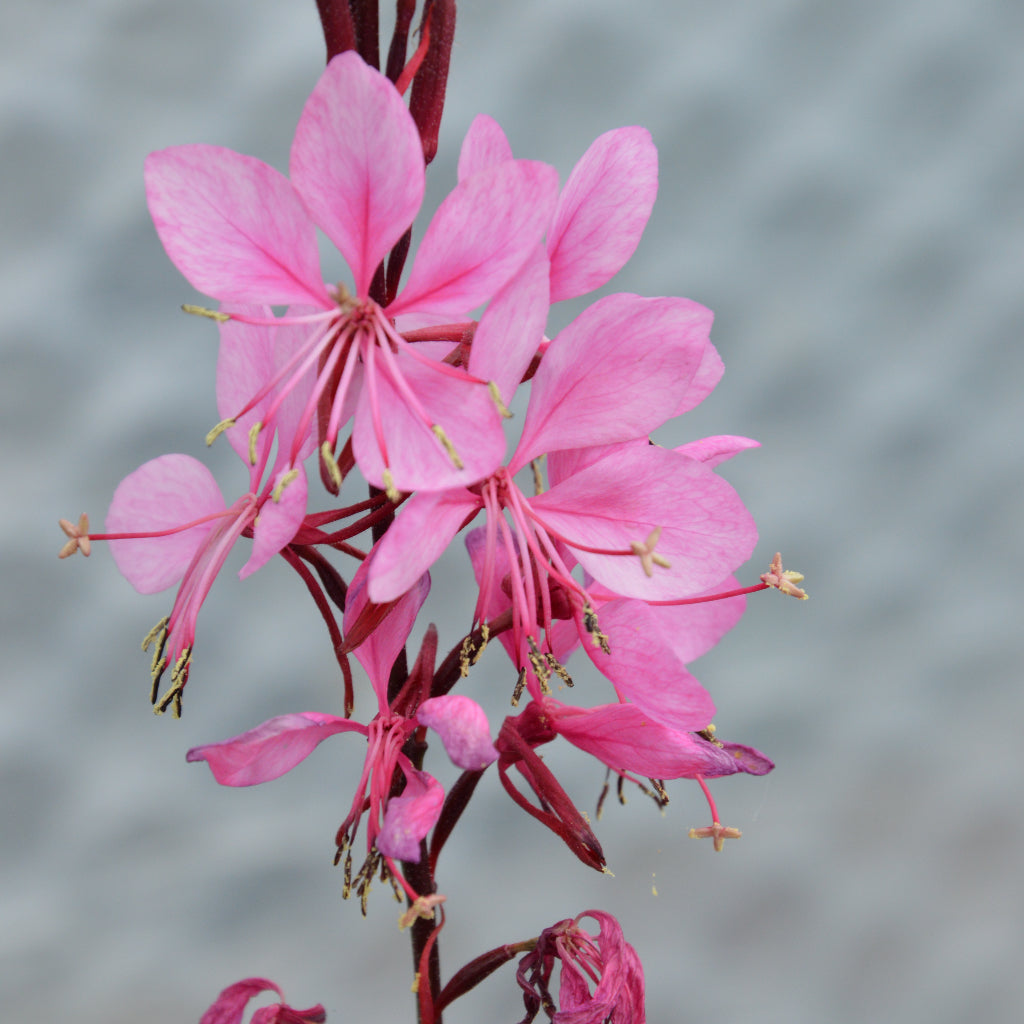 Gaura 'Flamingo Pink'