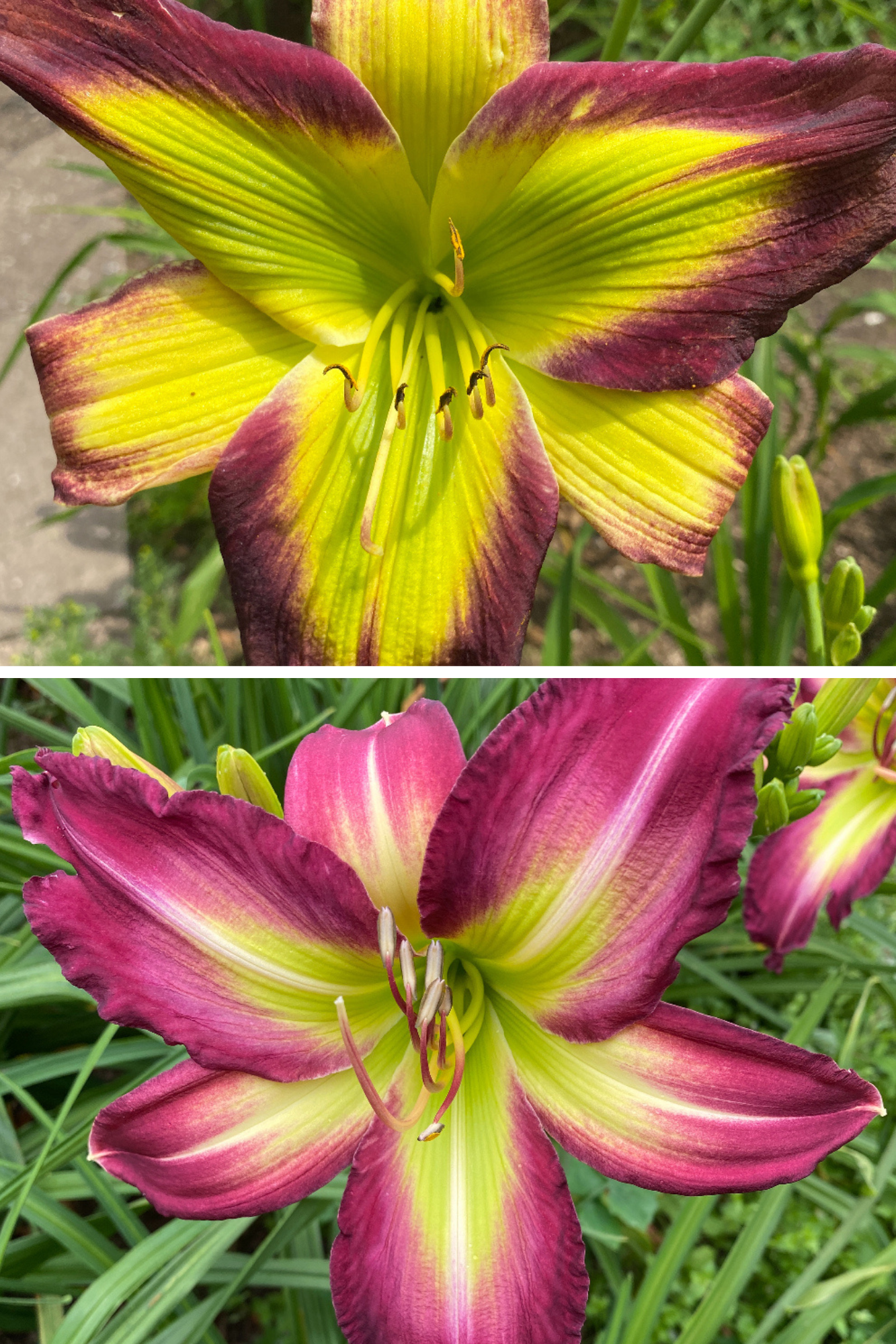 Daylily Seedling Rose F. Kennedy x Emerald Starburst