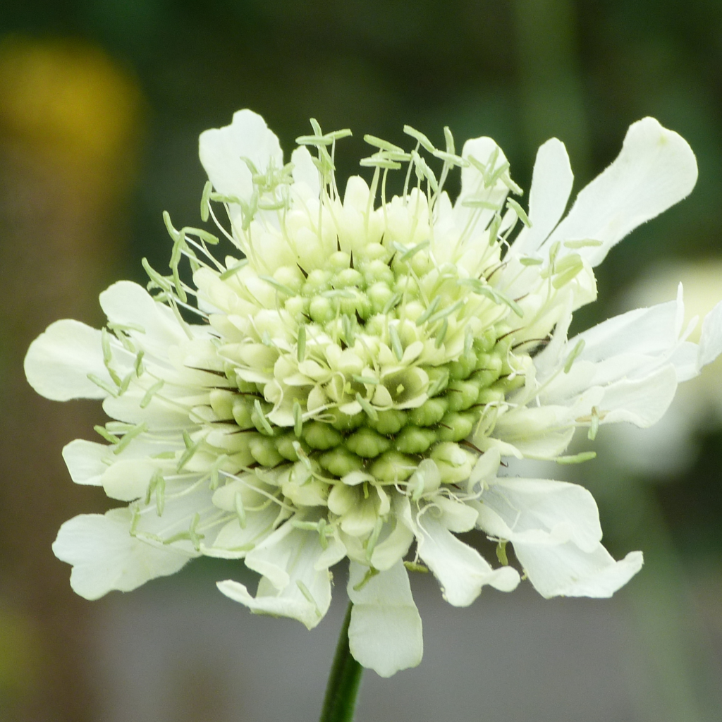 Cephalaria gigantea