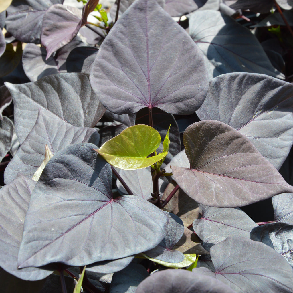 Ipomoea Sweet Heart 'Jet Black'